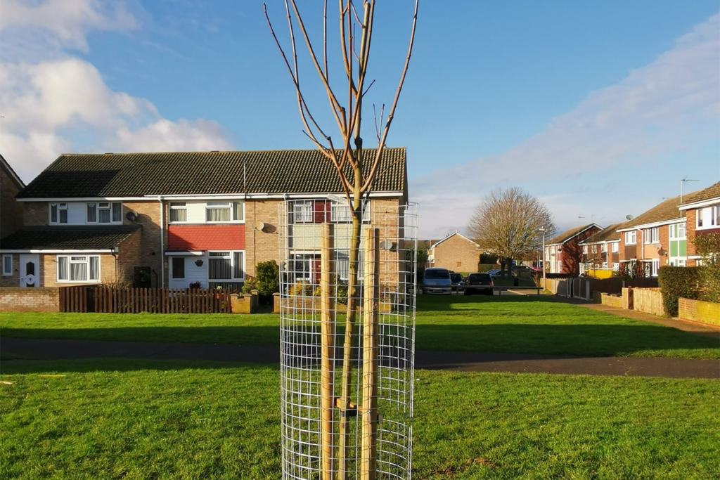 Trees, Plants and Grass cuts pollution